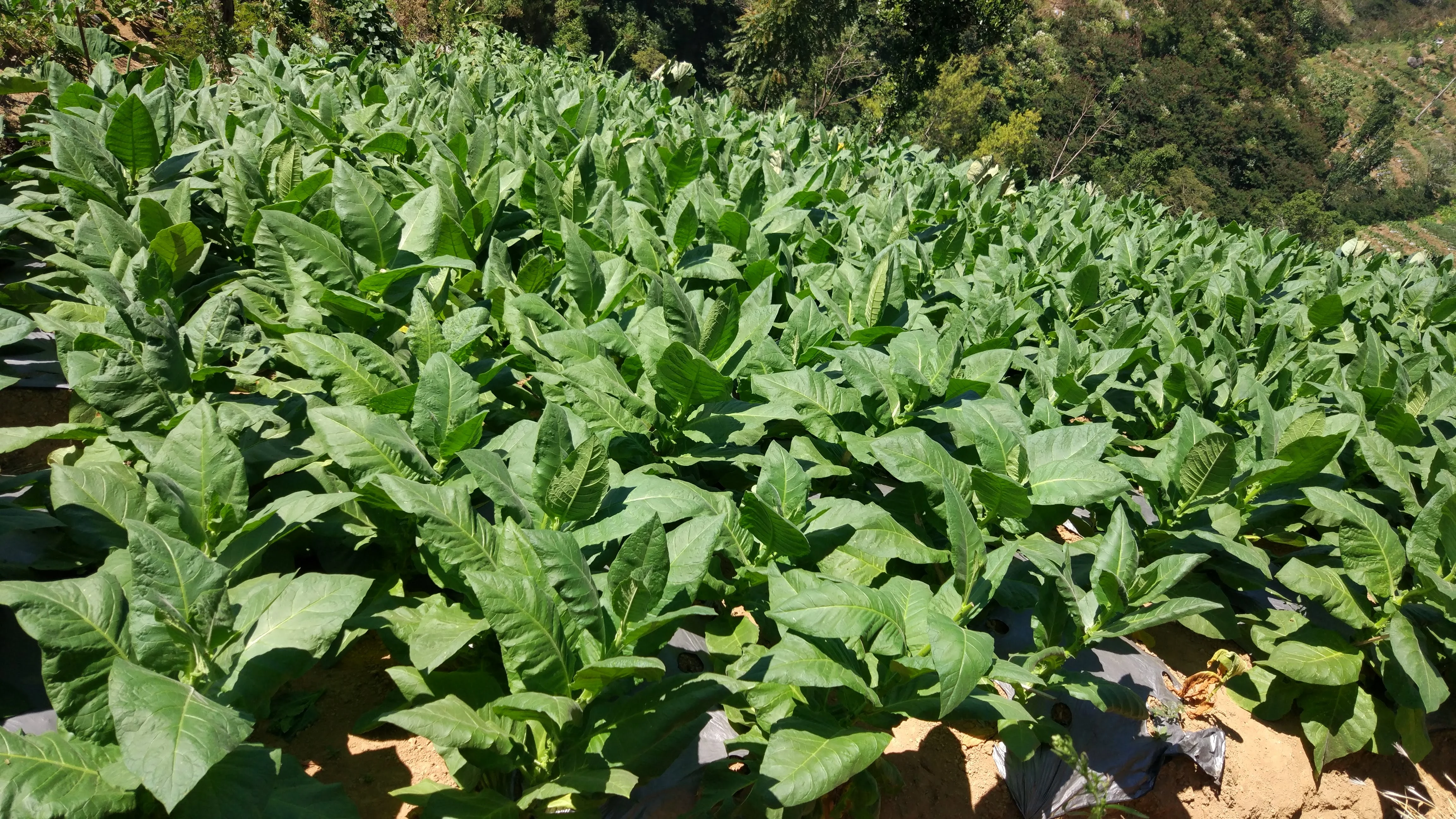 Boyolali Tobacco